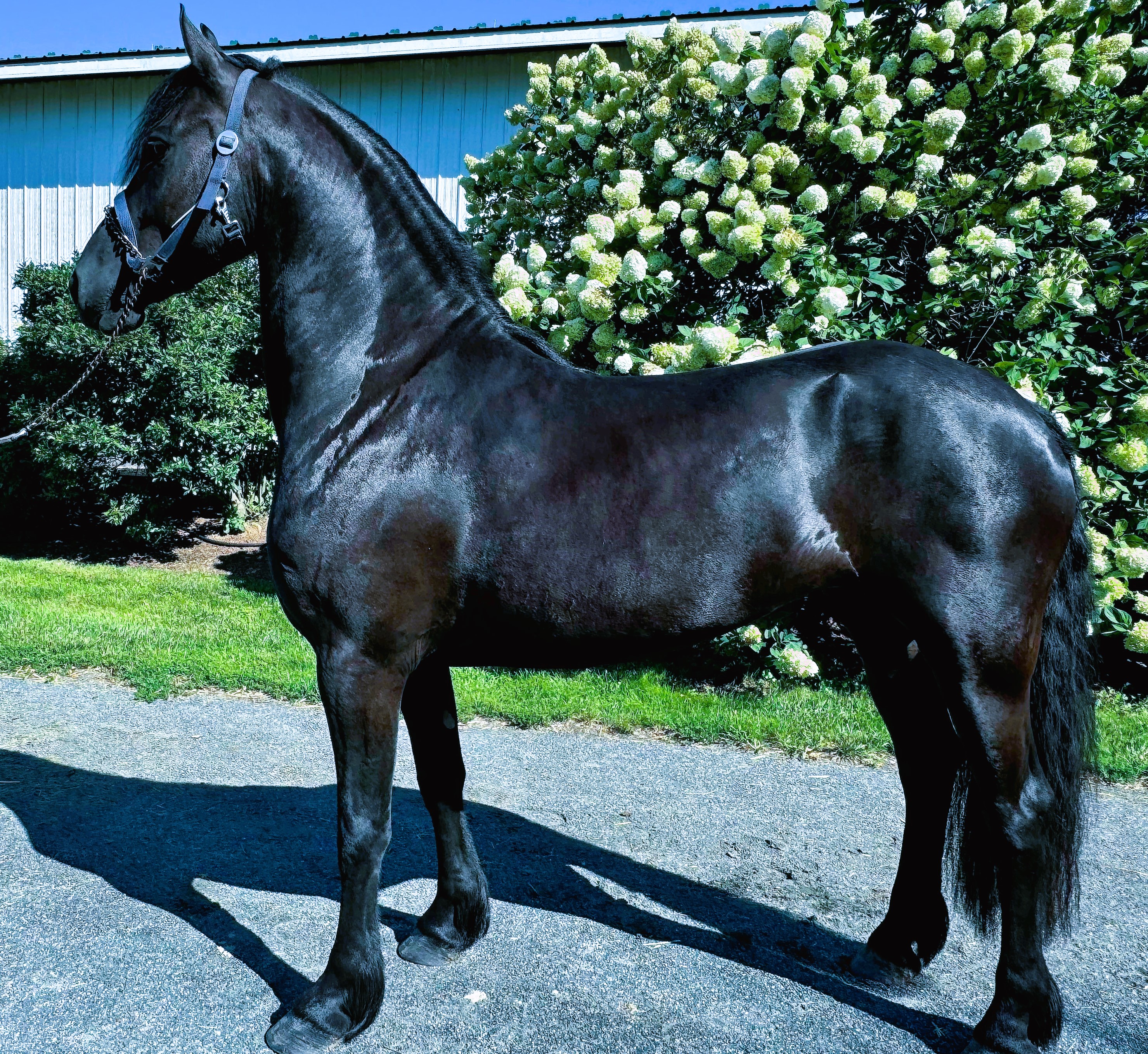 Friesian NINA - Sold